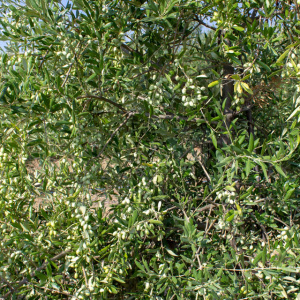 I-49<sup>P</sup> Detalle