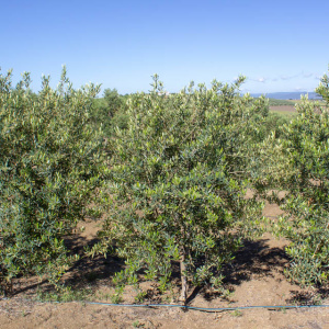 I-13<sup>P</sup> Árbol