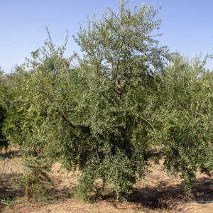 I-34<sup>P</sup> Árbol