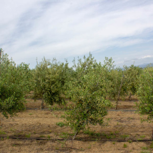I-16<sup>P</sup> Árbol
