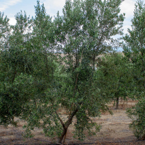 I-39<sup>P</sup> Árbol