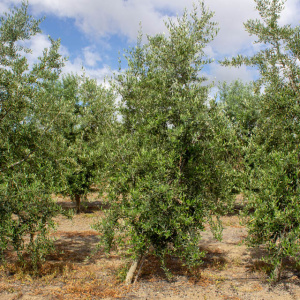 I-35<sup>P</sup> Árbol