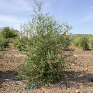 I-54<sup>P</sup> Árbol