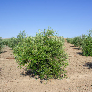 Arbosana Clon I-43<sup>®</sup> Árbol