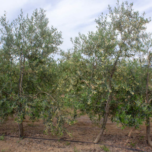 I-25<sup>P</sup> Árbol