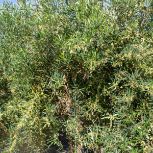 I-41<sup>P</sup> Detalle