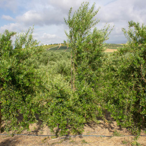 I-30<sup>P</sup> Árbol