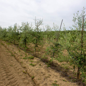 I-12<sup>P</sup> Líneo