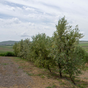 I-39<sup>P</sup> Líneo