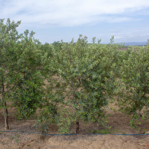 I-13<sup>P</sup> Árbol