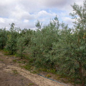 Callosina Clon I-69<sup>®</sup> Líneo