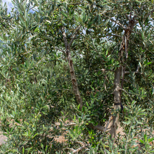 I-35<sup>P</sup> Detalle
