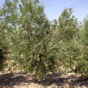 Blanqueta Clon I-55<sup>®</sup> Árbol