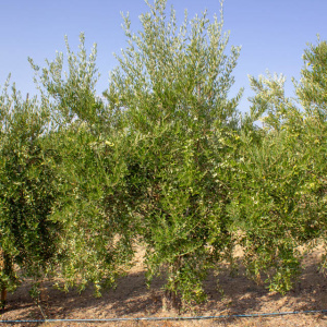I-30<sup>P</sup> Árbol