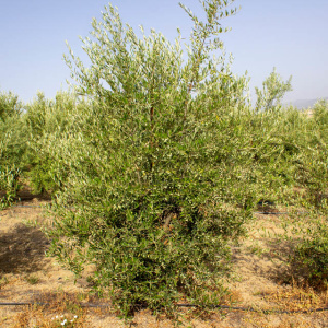 I-16<sup>P</sup> Árbol