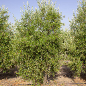 I-24<sup>P</sup> Árbol