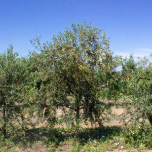 I-34<sup>P</sup> Árbol