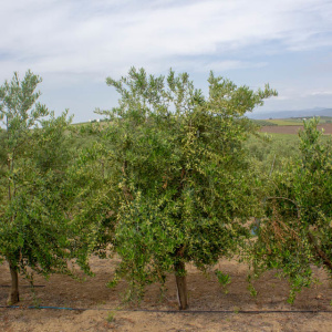 I-30<sup>P</sup> Árbol