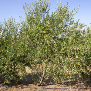 I-45<sup>P</sup> Árbol