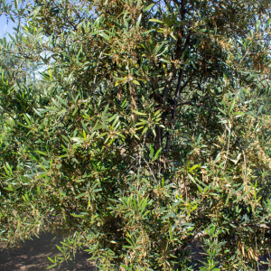 I-51<sup>P</sup> Detalle