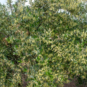 I-32<sup>P</sup> Detalle