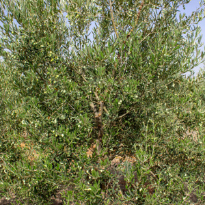 Cayon I-111<sup>®</sup> Detalle