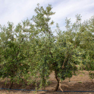 Galega I-116<sup>®</sup> Árbol