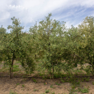I-36<sup>P</sup> Árbol