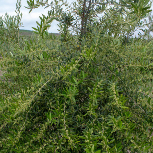 I-30<sup>P</sup> Detalle