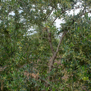 I-17<sup>P</sup> Detalle