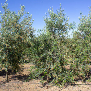 I-25<sup>P</sup> Árbol