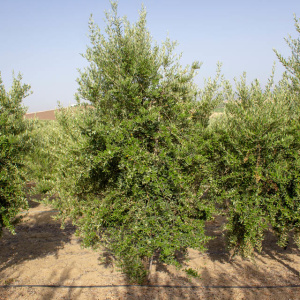 I-14<sup>P</sup> Árbol
