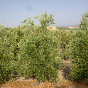 I-29<sup>P</sup> Árbol