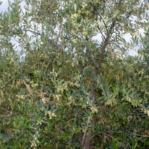 I-25<sup>P</sup> Detalle