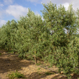 Picual I-11<sup>®</sup> Líneo