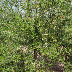 Coratina I-114<sup>®</sup> Detalle