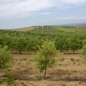 I-47<sup>P</sup> Árbol