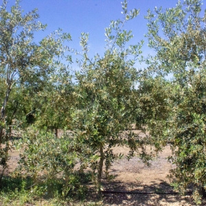 Picudo I-59<sup>®</sup> Árbol