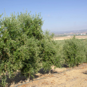 I-37<sup>P</sup> Líneo