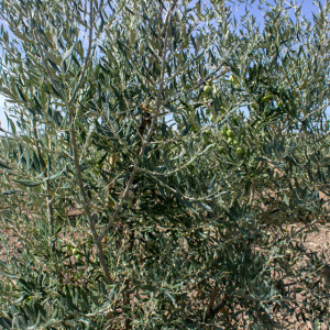 Nevadillo Fino I-68<sup>®</sup> Detalle