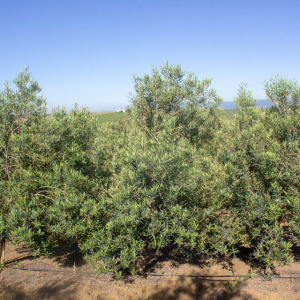 Imperial Clon I-23<sup>®</sup> Árbol