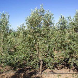 Picual I-11<sup>®</sup> Árbol