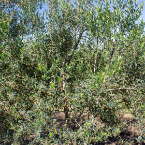 Cayon I-111<sup>®</sup> Detalle