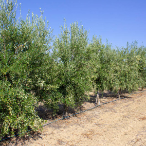 I-16<sup>P</sup> Líneo